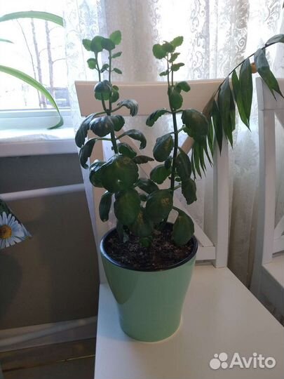 Пальма, каланхоэ и др