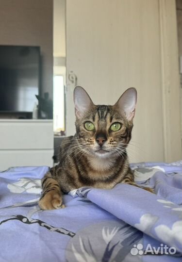 Бенгальская кошка