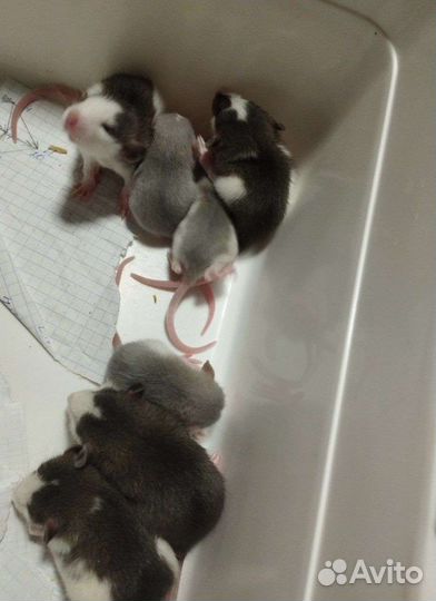 Крыски Дамбо