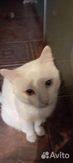 Зоотакси, зооняня, котоняня