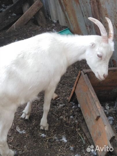 Продаются козы оптом