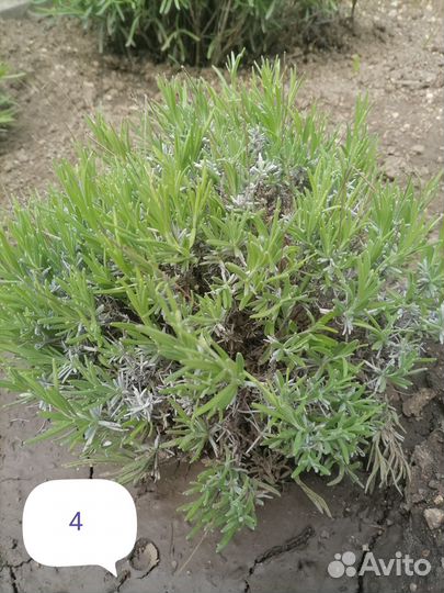 Лаванда крымская