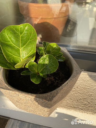 Фикус лирата бамбино