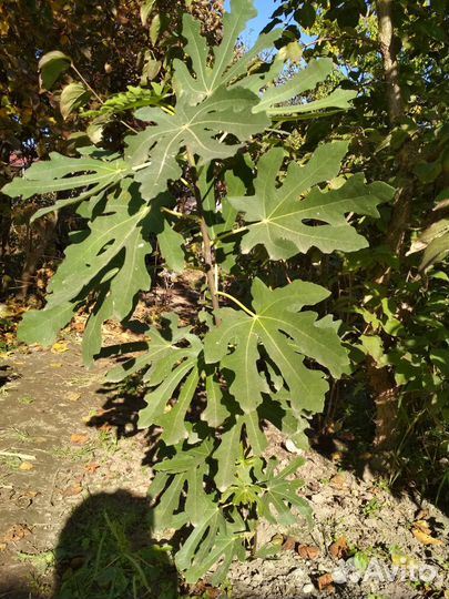 Огородные растения