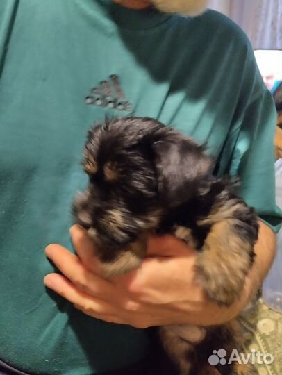 Собака в добрые руки отдам бесплатно