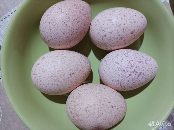 Инкубационое яйцо индюков