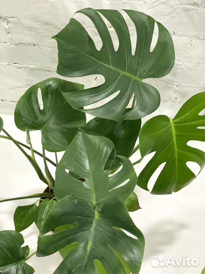 Монстера деликатесная 80 см