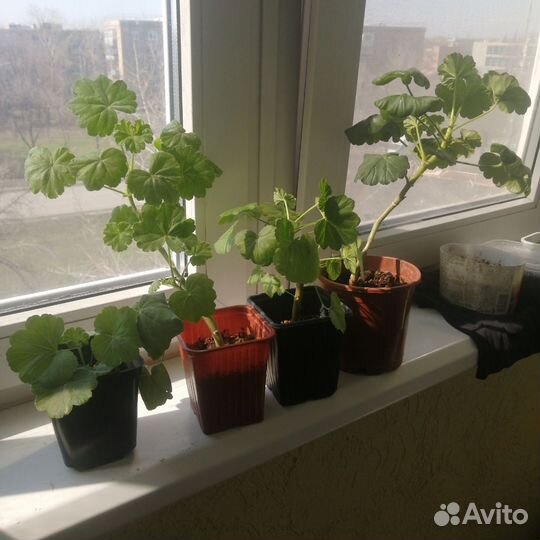 Комнатные цветы