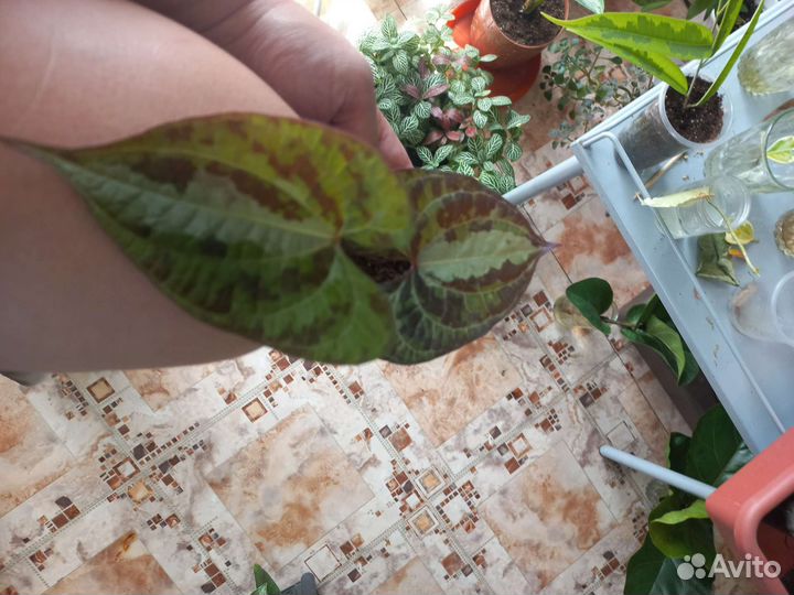 Диоскорея взрослая и детки