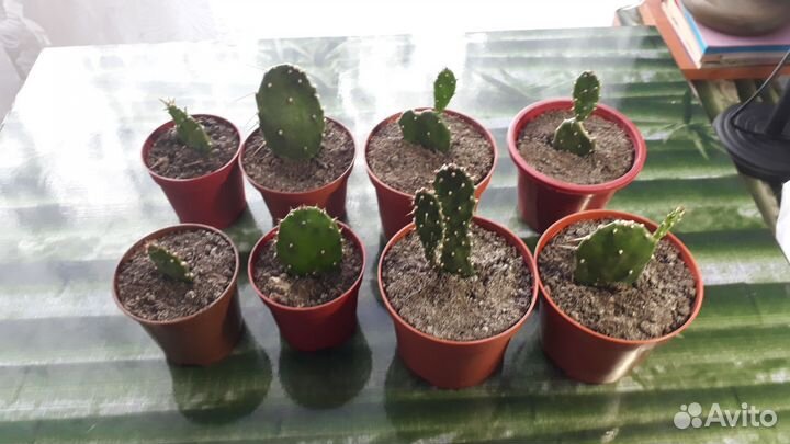 Комнатные цветы Кактус Опунция