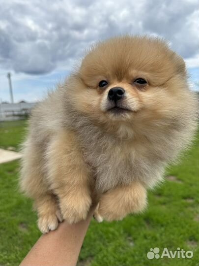 Шпиц девочка