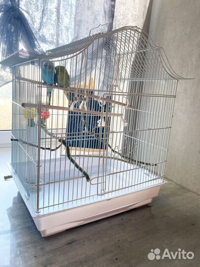 Выставочные волнистые попугаи (ввп)чехи с клеткой