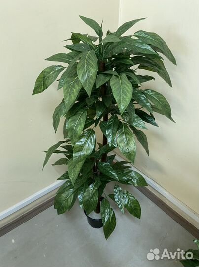 Дерево для дома