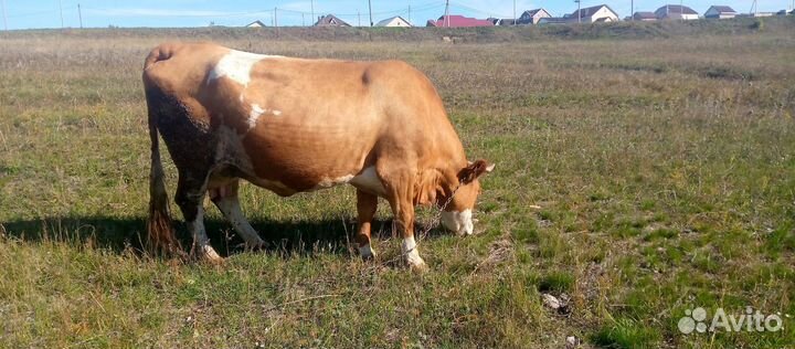 Корова дойная