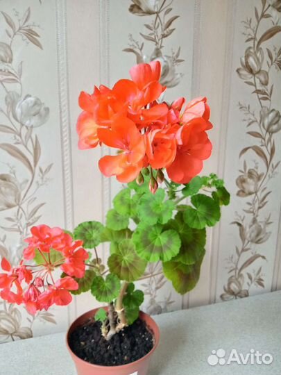 Пеларгония герань