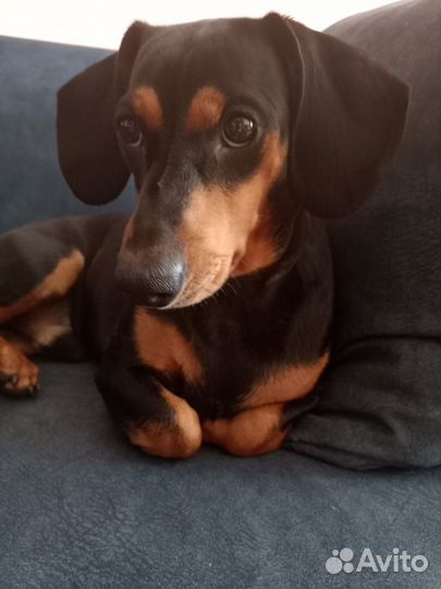 Такса.Вязка