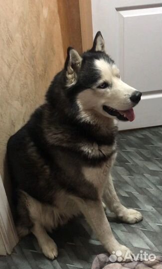 Сибирский хаски