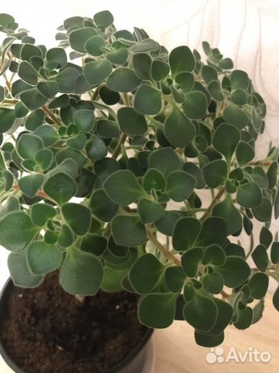 Аихризон. Дерево любви