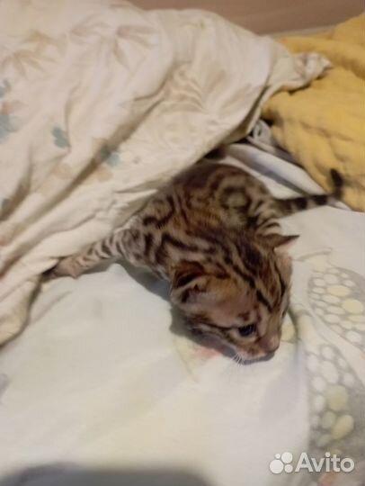 Продам котят бенгальские