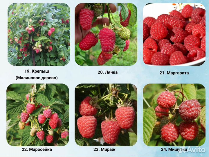 Саженцы Малины, Малина