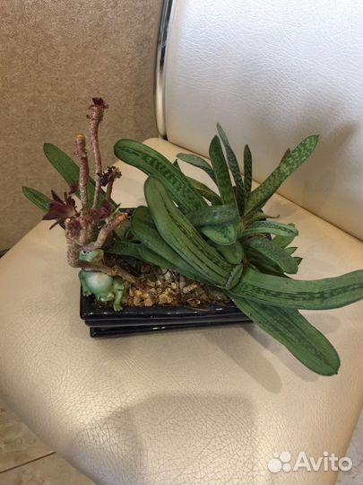 Композиция из суккулентов (торг)
