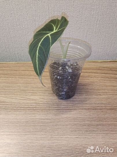 Алоказии Мишольца, Блек вельвет