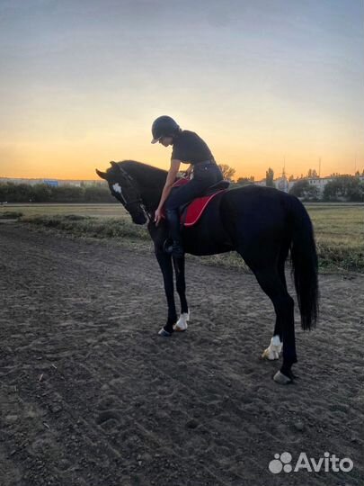 Лошадь в аренду