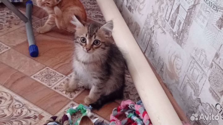 Котята 2 -3 месяца