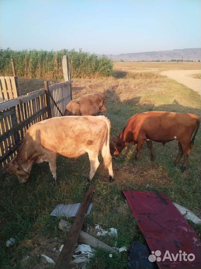 Продам Бычков