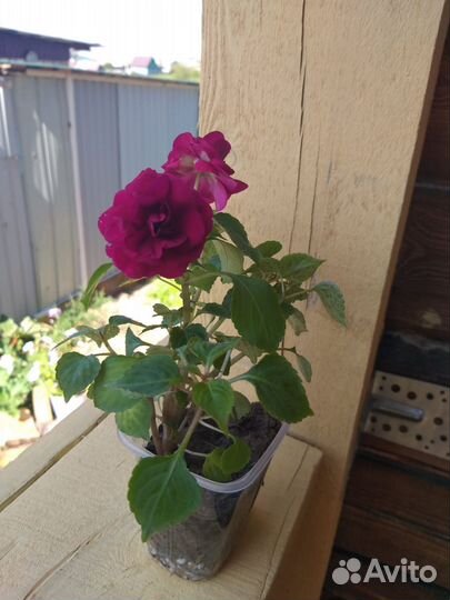 Бальзамин махровый Ванька мокрый