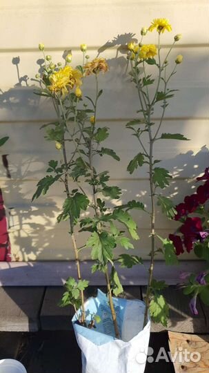 Хризантема канадская