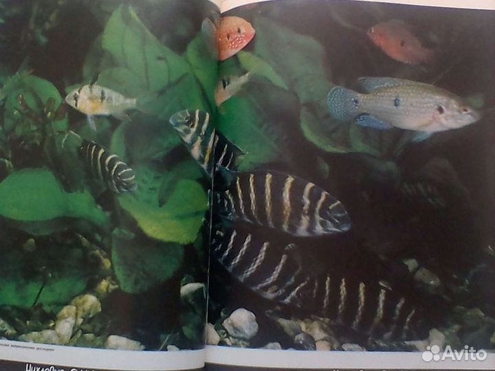 Книга Аквариум