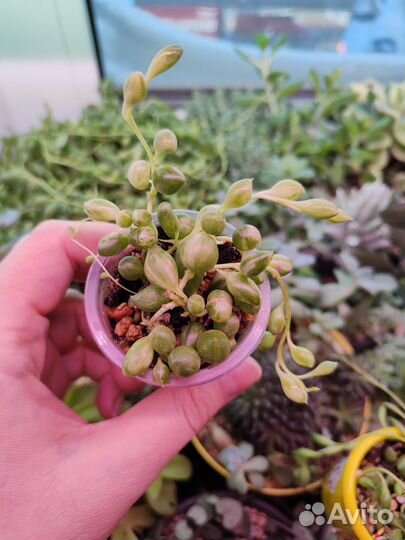 Суккуленты / комнатные цветы