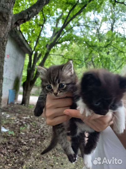 Котята