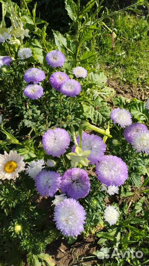 Астра хризантелла