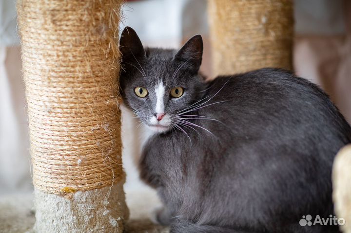 Сладкий Цукат