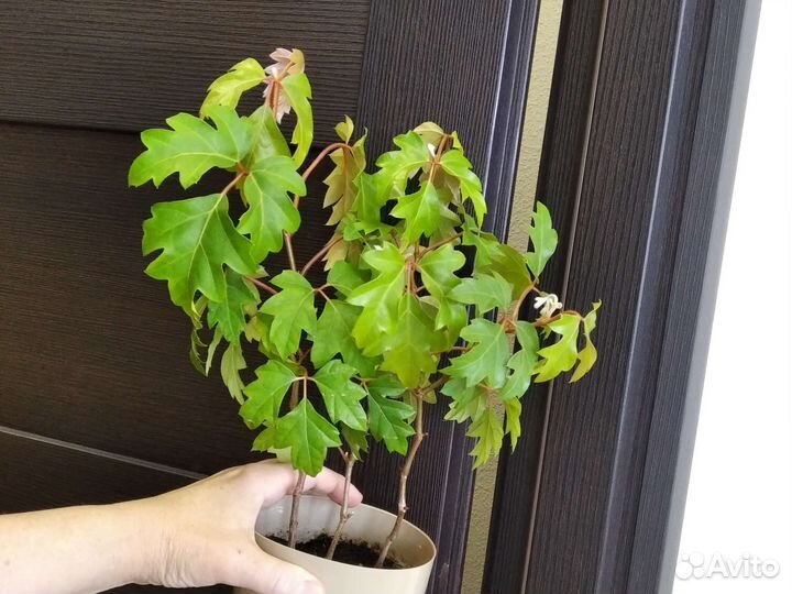 Циссус березка