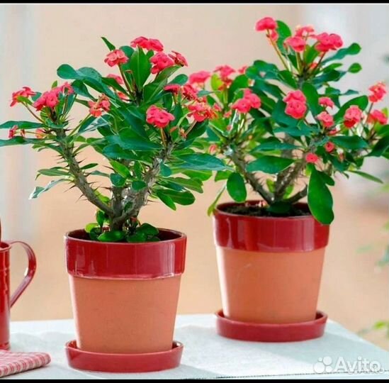 Молочай (отростки)