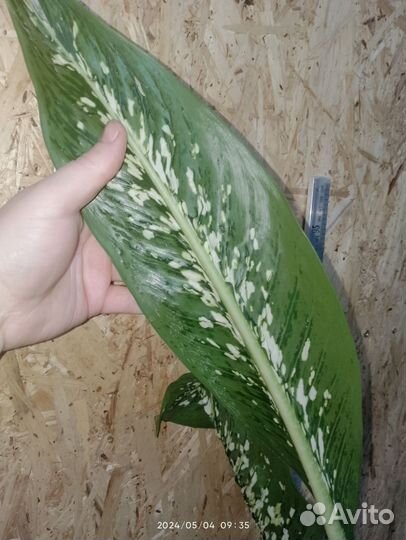 Диффенбахии