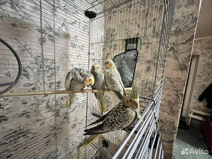 Попугай Корелла