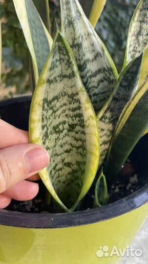 Сансевиерия