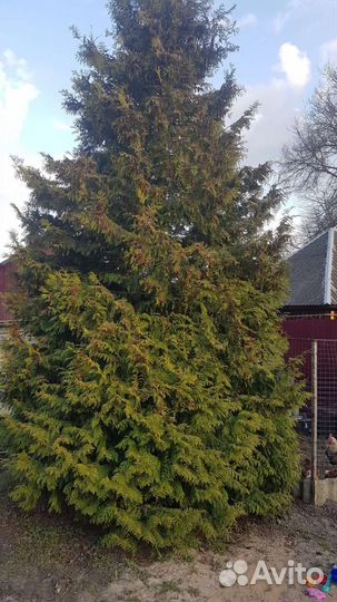 Туя Смарагд саженцы