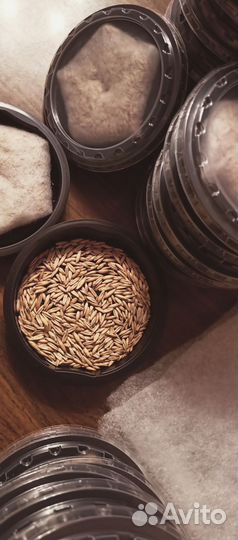 Трава для кошек