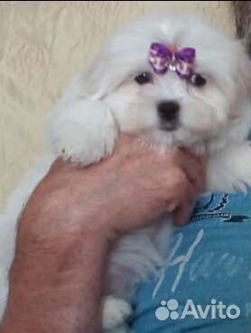 Мальтезе парень