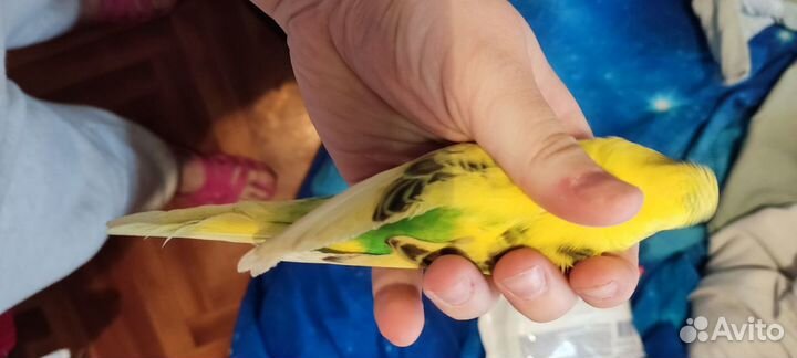 Волнистый попугай