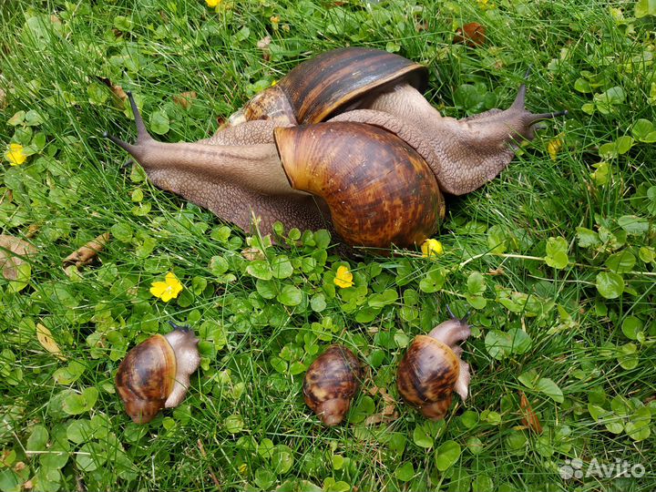Улитки архахатина овум ххл (XXL)