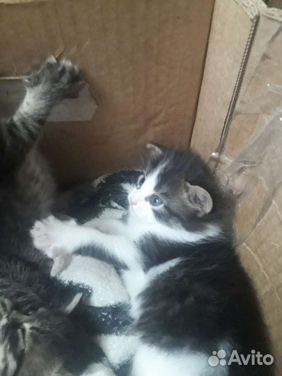 Кошка в дар бесплатно