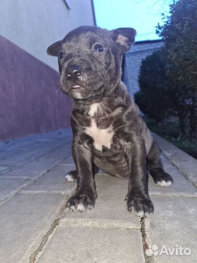 Щенок питбуль девочка