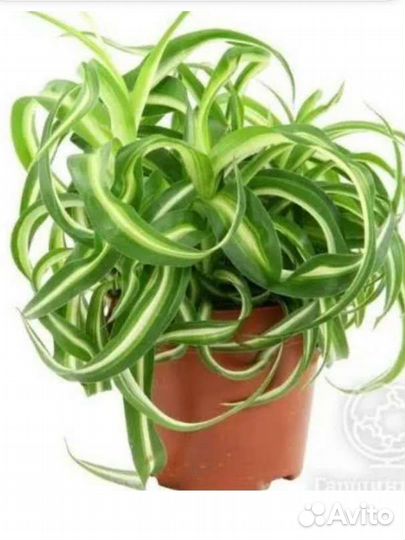 Хлорофитум кудрявый