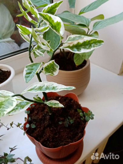 Традесканция